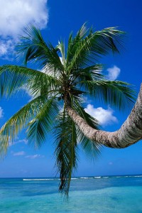 volcano-lightning-palm-tree-desktop-background-164163