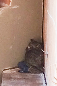 owl inside house
